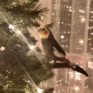 Meet your Posher, Kristine